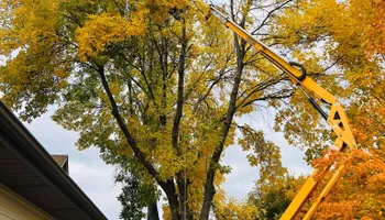 Tree Care for Buffalo Family Tree Care in Buffalo, MN