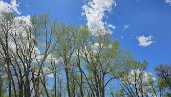 Tree Removal for Langston Tree & Landscape LLC in Canon City, CO