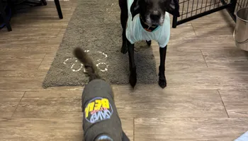 Bath for Curbside Clips Mobile Grooming in Roachdale, Indiana