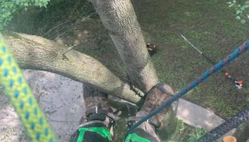 Tree Removal for Tree Fellers in Sumner County, TN