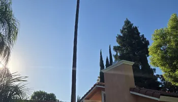 Tree Removal for Sammy's Tree Services in Sacramento, CA