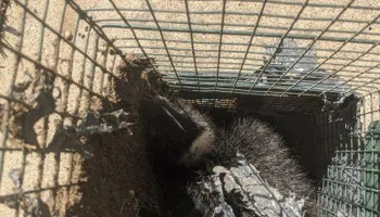 Residential Wildlife Control for Topper's Wildlife Removal in Garland, TX