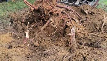 Lawn Maintenance for Starnes Hardscapes & Property Management LLC in Dunlap, TN