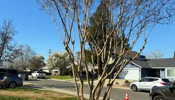 Tree Removal for Sammy's Tree Services in Sacramento, CA