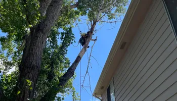 Tree Removal for Graham’s Tree Services in Pierce, CO