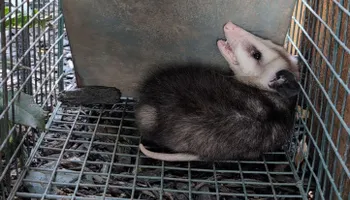 Residential Wildlife Control for Topper's Wildlife Removal in Garland, TX