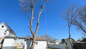 Tree Removal for Licensed to Cut Tree Service in Athens, PA