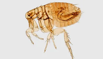 General Pest Control for Arvo Pest Control in Sandy, UT