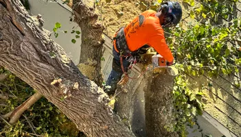 Tree Removal for Cross Family Tree Service in Kearney, MO