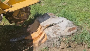 Tree Removal for Langston Tree & Landscape LLC in Canon City, CO