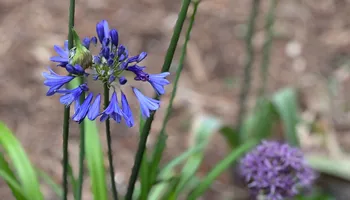 Erosion Control / Water Management for Christina King Landscape Design in Raleigh, NC