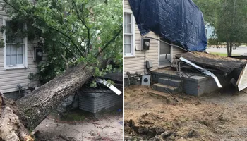 Tree Removal for Tucker's Tree Service and Stump Grinding in Lugoff, SC