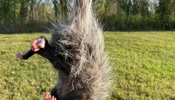 Raccoon Control for Magnolia Wildlife Solutions  in  Collierville, TN
