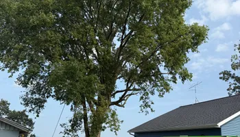 Tree Removal for Fransen's Tree Service  in Freeport, IL