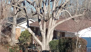 Tree Removal for The Webster Tree Service in Danville, VA
