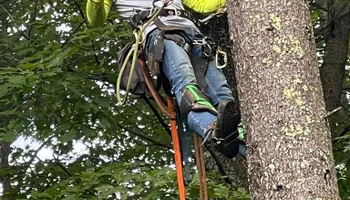 Tree Removal for Green In Green Out Tree Services in Westbrook, ME