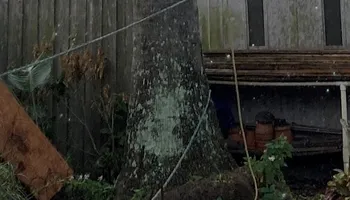 Stump Grinding for Busy Beaver Stump Removal, Inc in Clearwater, FL