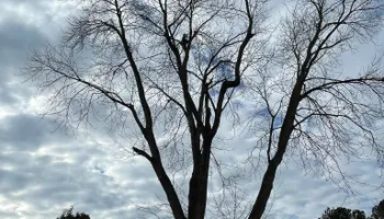 Tree Removal for Tree Fellers in Sumner County, TN