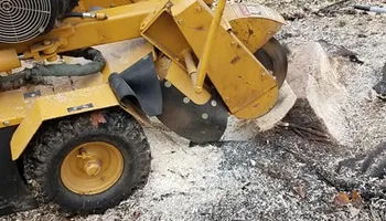 Tree Trimming & Removal for Freedom Outdoor Services in Glen Mills, PA