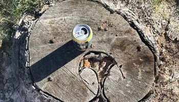 Tree Removal for Stump Removal and Daughters in Aurora, CO