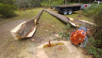 Tree Removal for MTJ Tree Removal LLC in Zebulon, NC