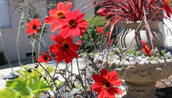 Defensible Space Fire Prevention for Martin Stanko Landscape Construction in Livermore, CA