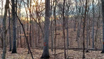Wildlife & Hunting Property Management for Bluffside Forestry in Cedar Rapids, IA