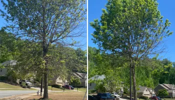 Tree Trimming for Pinedown LLC in Cherokee County, GA