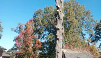 Tree Removal for The Webster Tree Service in Danville, VA