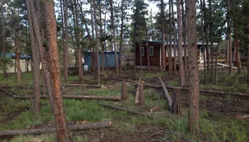 Tree Risk Consultation for Beetle Busters LLC in Centennial, CO