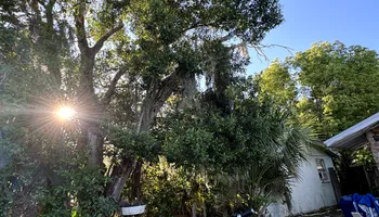 Tree Removal for Elevation Tree Service in Holiday, FL