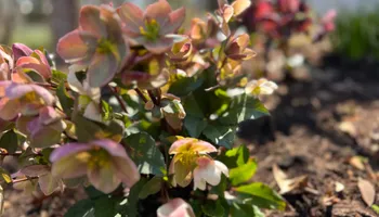 Erosion Control / Water Management for Christina King Landscape Design in Raleigh, NC