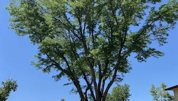 Tree Removal for Stump Removal & Daughter in Aurora, CO