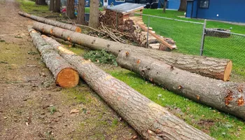 Tree Removal for A&J WA Tree Services in Kent, WA