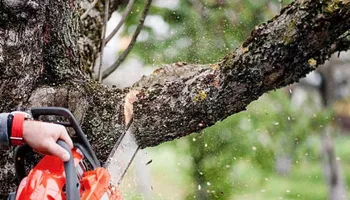 Tree Trimming for Wright Lawn Services in Ozark, MO