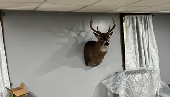 Tree Removal for Kadin’s Tree Service in North Vernon, IN