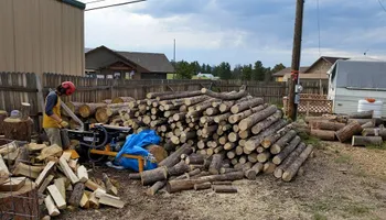 Tree Risk Consultation for Beetle Busters LLC in Centennial, CO