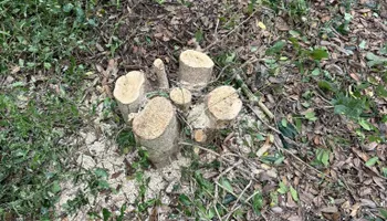 Tree Removal for SEALY TREE and LAWN in Cleveland, TN