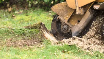 Tree Removal for KJ’s Tree Service & More LLC in Fraziers Bottom, WV