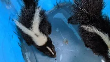 Residential Wildlife Control for Topper's Wildlife Removal in Garland, TX