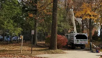 Tree Removal for W D Giampa Lawns and Landscape Inc. in Independent Hill, VA