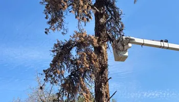 Tree Removal for Ascension Tree Care LLC in Yakima County, WA