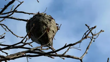 General Pest Control for Arvo Pest Control in Sandy, UT