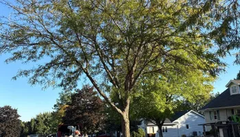 Tree Removal for Fransen's Tree Service  in Freeport, IL
