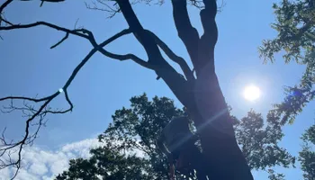 Tree Removal for Cassidy Tree Care in Santa Fe, TN