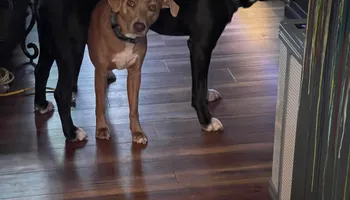 Plumbing Remodels for Mr. Pipe Dreams LLC in Colorado Springs, CO