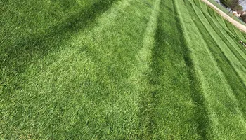 Fertilization Treatments for Chief Lawn Care in Lee's Summit, MO