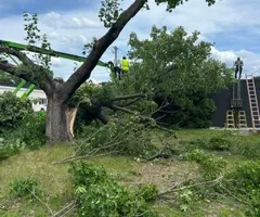 Tree Removal for Allstate Tree Service and Crane in Spring Lake Park, MN