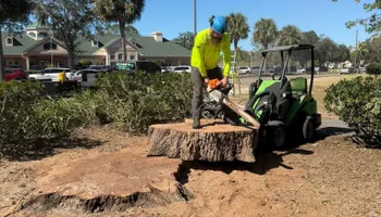 Tree Removal for Ryker's Tree Service in Dunedin, FL