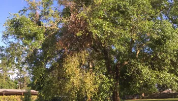 Tree Trimming for Professional Landscape & Irrigation in Pensacola, FL